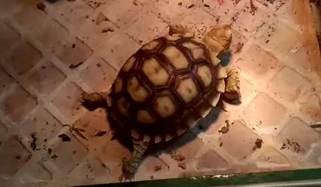 I have had a sulcata for 13 years