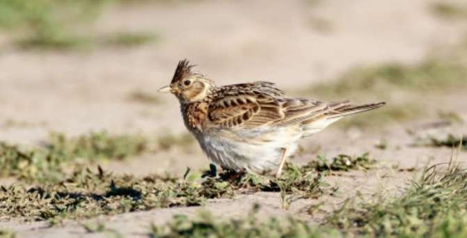 Baoding Shunping Large Lark Breeder