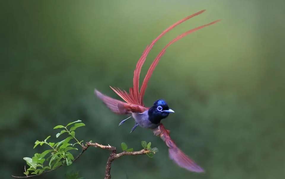 The most beautiful picture of the red longevity bird