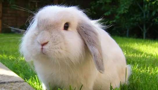 What happens if a lop-eared rabbit is pregnant with a baby?
