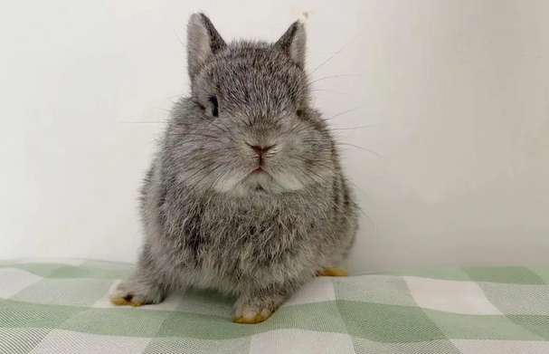 Pictures of breeding Chinchilla rabbits