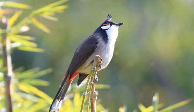 Red-eared bulbul, a bird with red ears