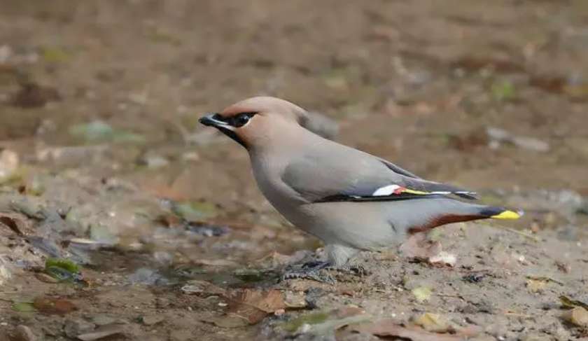 The call of the giant waxwing plays