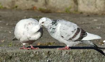 What should I do if a male pigeon steps on two female pigeons