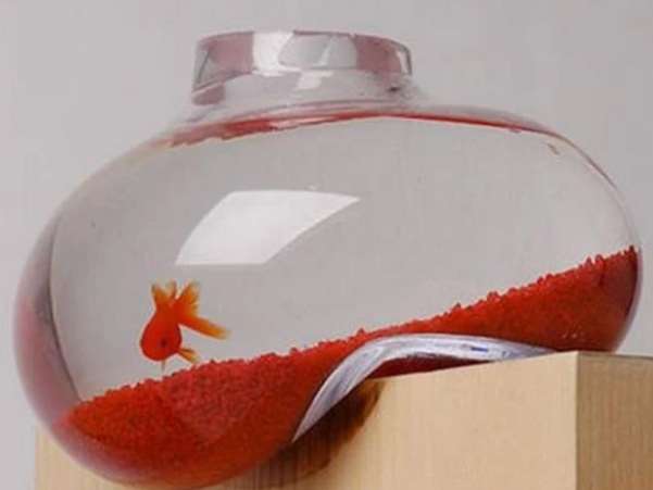 My little goldfish small fish tank