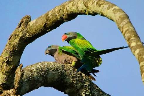 Illustration of successful parrot stepping on back