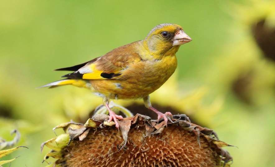 Tiger-headed Goldfinch Introduction to Male and Female Pictures