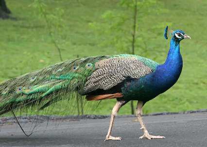 How much does a peacock with amaryllis cost? Price 