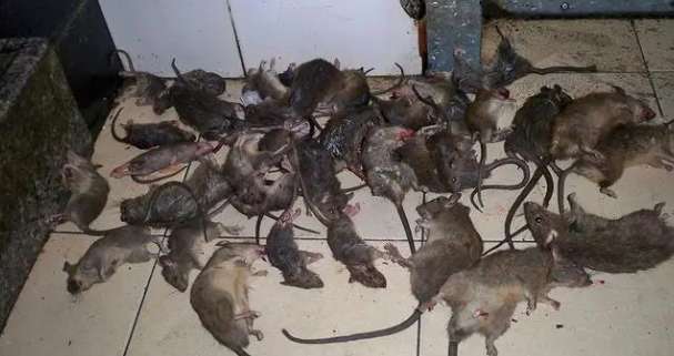 Why are there so many rats in Guangzhou?