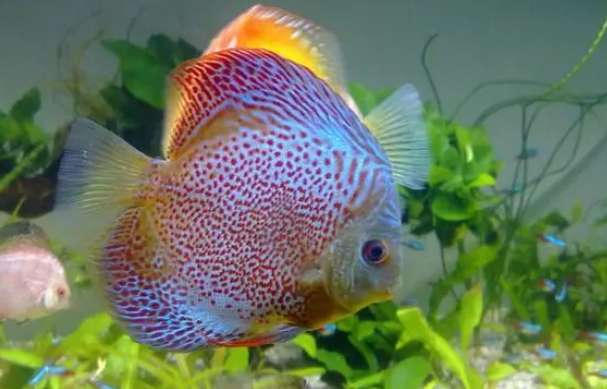 The least valuable The valuable Discus Angelfish