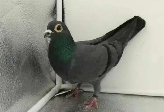 Iron Ox Pigeon Crossbreeding with homing pigeons