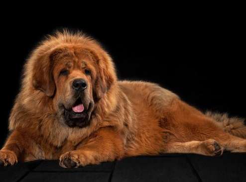 The most expensive dogs ranking price list and pictures