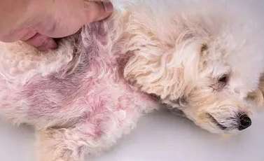 Dogs Pictures of 9 kinds of skin diseases