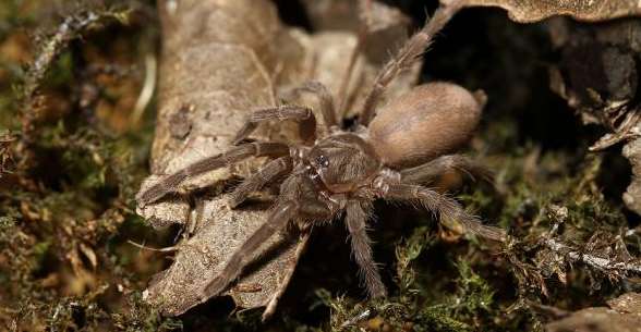 Panamanian white woolly tarantula