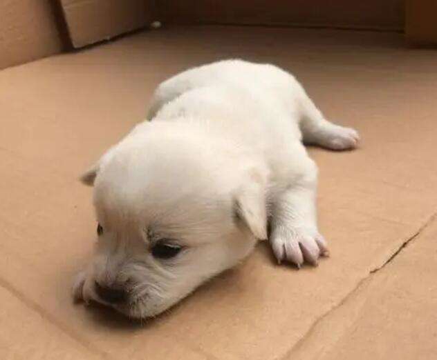 Puppies for sale under 100 yuan