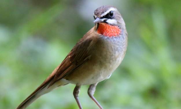 Female indigo-chin bird pictures