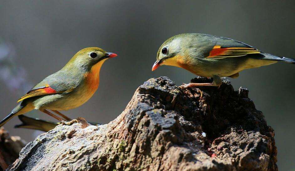 Comparison chart of male and female red-billed lovebirds