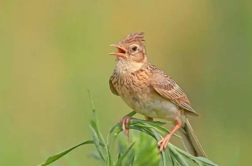 How to catch skylark bird video