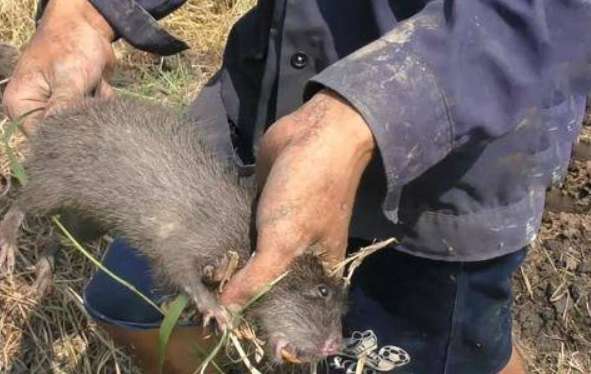 Pictures of Guangxi Mountain Rat and Vole Farm