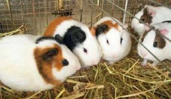 Where is the guinea pig breeding base