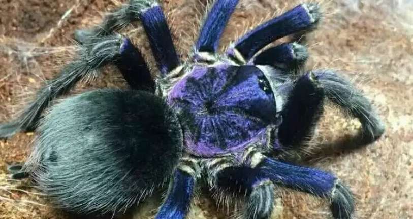 Blue-purple Haitian tarantula