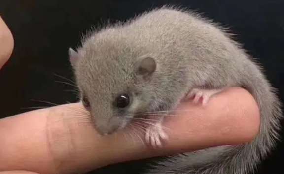 Sichuan hairy-tailed dormouse and Spanish dormouse