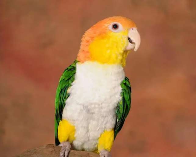 A Kincaid parrot for sale at low price