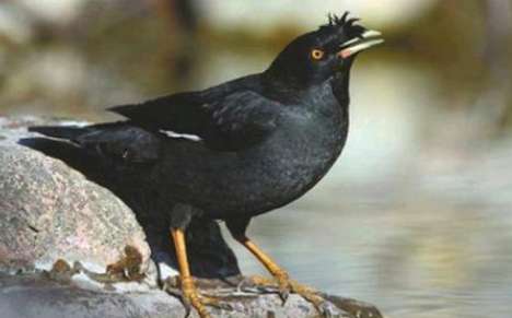 Myna chick video