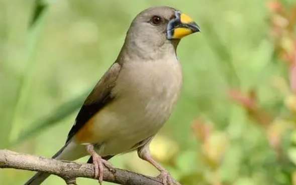 Complete picture of grosbeak species