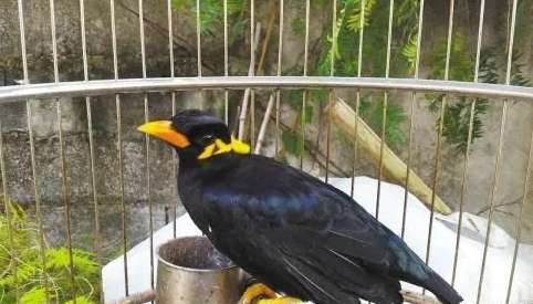 Second-hand Myna for sale