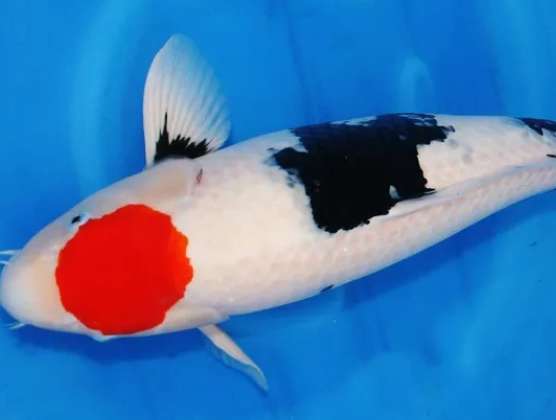 Inferior red top koi pictures