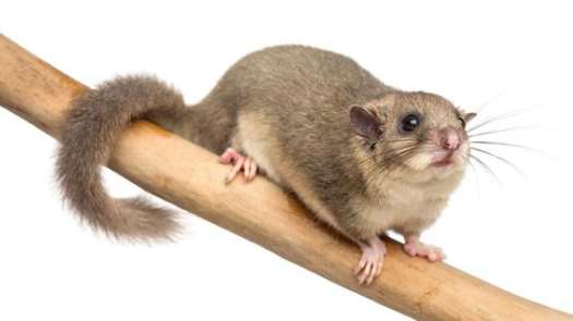 Why is the white tail tip of the dormouse expensive?