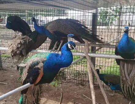 Where can I buy peacocks now?