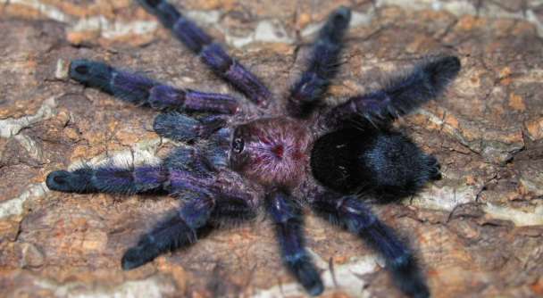 Ecuadorian velvet tarantula
