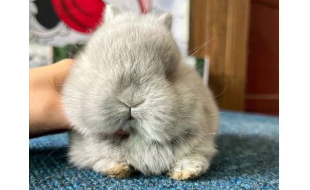 How to match lilac chinchilla dwarf rabbit