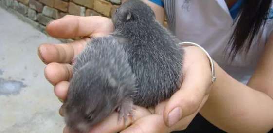 Guangxi Baidu Mountain Rat Breeding Farm