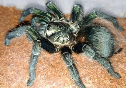 Green Haitian tarantula adult male