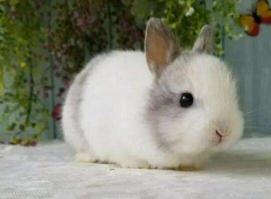 Complete picture of dwarf rabbit breeds