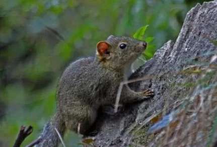 How much is the market price of mountain rats per pound