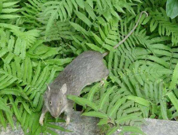 How to breed white-bellied mountain rats video