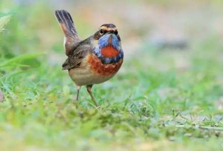 Indigo bird Yelling for thirteen words