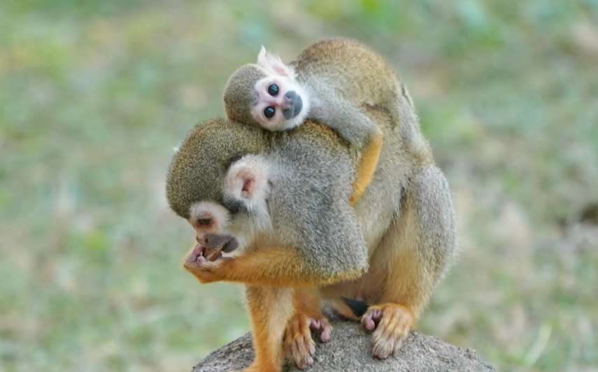 I want to buy a squirrel monkey. Where can I buy it?