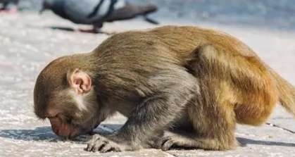 What kind of monkey is a pious monkey?