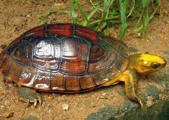 Golden-headed turtle 2023 plummet