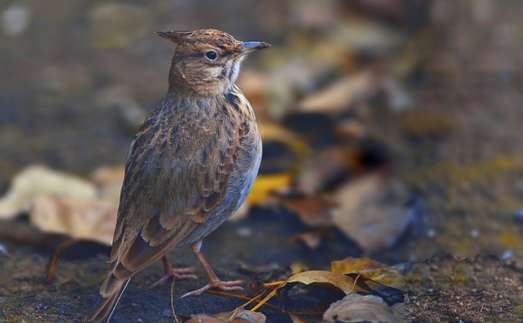 The crested lark screaming with a big fan