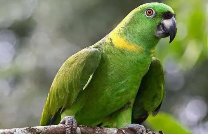 Yellow-necked Amazon parrot singing video