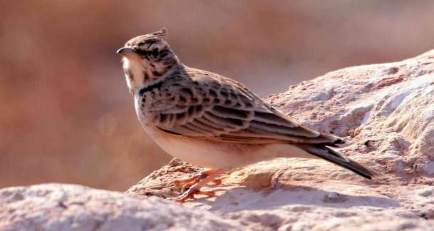 Crested lark barks