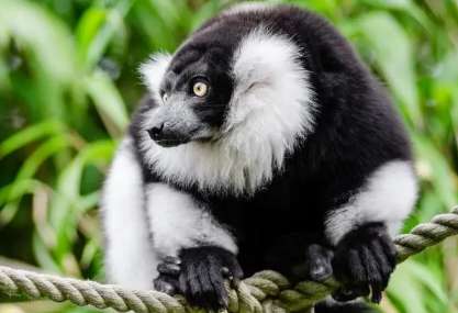 What kind of monkey is the black and white collared lemur?