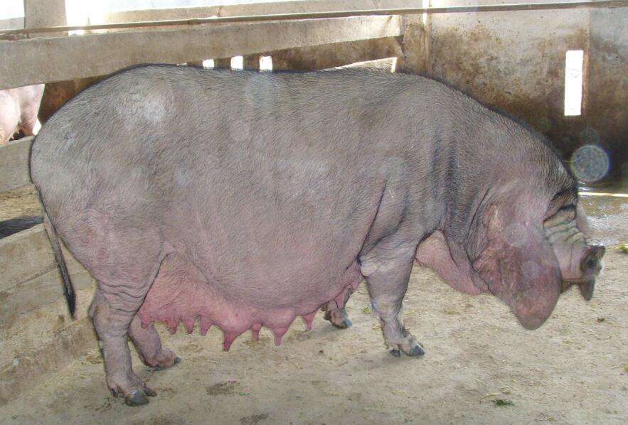 What does a rice pig look like?