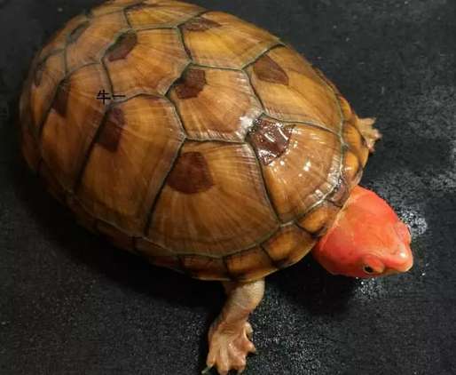  The difference between white-lipped turtles and red-faced turtles